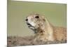 Prairie Dog-Paul Souders-Mounted Photographic Print