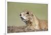 Prairie Dog-Paul Souders-Framed Photographic Print