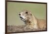 Prairie Dog-Paul Souders-Framed Photographic Print