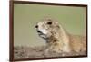 Prairie Dog-Paul Souders-Framed Photographic Print