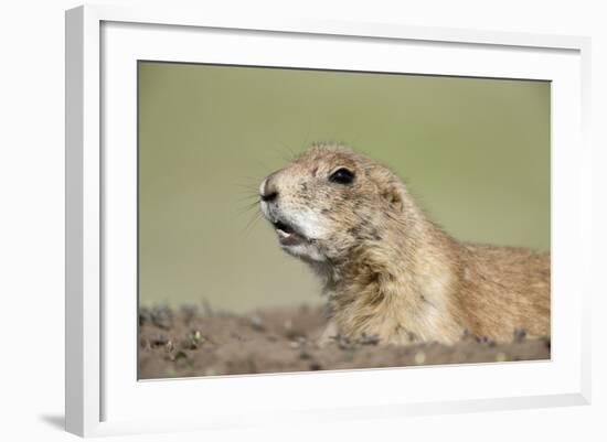 Prairie Dog-Paul Souders-Framed Photographic Print