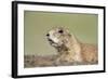 Prairie Dog-Paul Souders-Framed Photographic Print