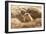 Prairie Dog-India1-Framed Photographic Print