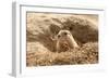 Prairie Dog-India1-Framed Photographic Print