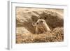 Prairie Dog-India1-Framed Photographic Print