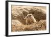 Prairie Dog-India1-Framed Photographic Print