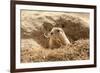 Prairie Dog-India1-Framed Photographic Print