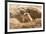 Prairie Dog-India1-Framed Photographic Print