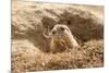 Prairie Dog-India1-Mounted Photographic Print