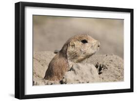 Prairie Dog-Gordon Semmens-Framed Photographic Print