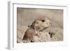 Prairie Dog-Gordon Semmens-Framed Photographic Print