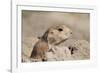 Prairie Dog-Gordon Semmens-Framed Photographic Print