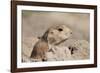 Prairie Dog-Gordon Semmens-Framed Photographic Print