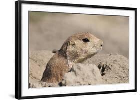 Prairie Dog-Gordon Semmens-Framed Photographic Print