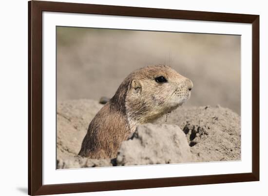 Prairie Dog-Gordon Semmens-Framed Photographic Print