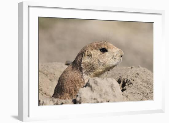 Prairie Dog-Gordon Semmens-Framed Photographic Print