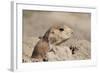 Prairie Dog-Gordon Semmens-Framed Photographic Print