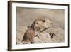 Prairie Dog-Gordon Semmens-Framed Photographic Print