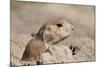 Prairie Dog-Gordon Semmens-Mounted Photographic Print