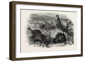 Prairie Dogs and Owls, Buenos Ayres, Trinidad and Tobago-null-Framed Giclee Print