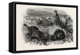 Prairie Dogs and Owls, Buenos Ayres, Trinidad and Tobago-null-Framed Stretched Canvas