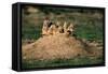 Prairie Dogs at their Burrow-W. Perry Conway-Framed Stretched Canvas