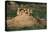 Prairie Dogs at their Burrow-W. Perry Conway-Stretched Canvas