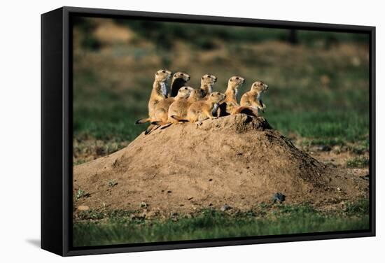 Prairie Dogs at their Burrow-W. Perry Conway-Framed Stretched Canvas