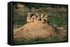 Prairie Dogs at their Burrow-W. Perry Conway-Framed Stretched Canvas
