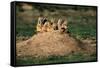 Prairie Dogs at their Burrow-W. Perry Conway-Framed Stretched Canvas