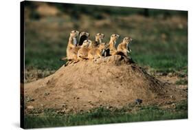 Prairie Dogs at their Burrow-W. Perry Conway-Stretched Canvas