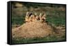 Prairie Dogs at their Burrow-W. Perry Conway-Framed Stretched Canvas