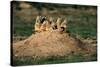 Prairie Dogs at their Burrow-W. Perry Conway-Stretched Canvas