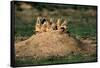 Prairie Dogs at their Burrow-W. Perry Conway-Framed Stretched Canvas