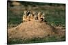 Prairie Dogs at their Burrow-W. Perry Conway-Stretched Canvas