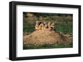 Prairie Dogs at their Burrow-W. Perry Conway-Framed Premium Photographic Print