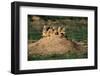 Prairie Dogs at their Burrow-W. Perry Conway-Framed Premium Photographic Print