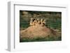 Prairie Dogs at their Burrow-W. Perry Conway-Framed Premium Photographic Print