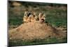 Prairie Dogs at their Burrow-W. Perry Conway-Mounted Premium Photographic Print
