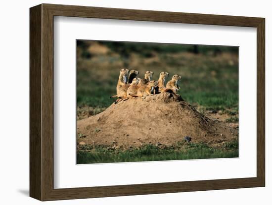 Prairie Dogs at their Burrow-W. Perry Conway-Framed Photographic Print