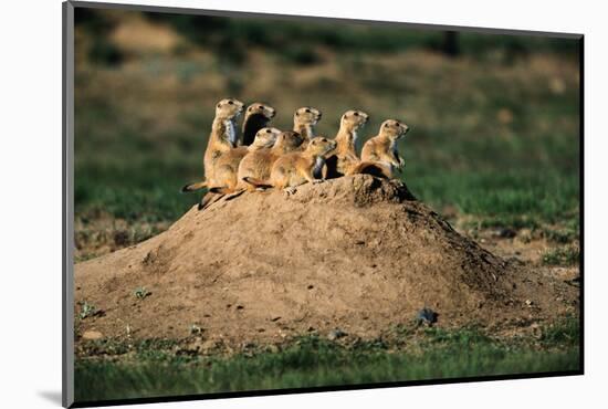 Prairie Dogs at their Burrow-W. Perry Conway-Mounted Photographic Print