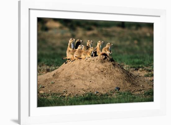 Prairie Dogs at their Burrow-W. Perry Conway-Framed Photographic Print