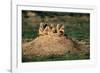 Prairie Dogs at their Burrow-W. Perry Conway-Framed Photographic Print