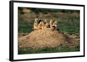 Prairie Dogs at their Burrow-W. Perry Conway-Framed Photographic Print