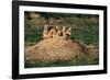 Prairie Dogs at their Burrow-W. Perry Conway-Framed Photographic Print