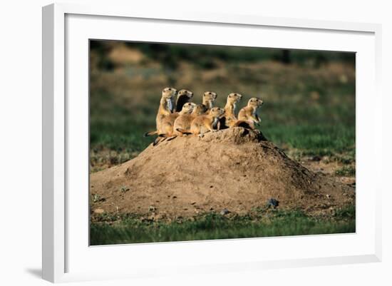 Prairie Dogs at their Burrow-W. Perry Conway-Framed Photographic Print