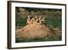 Prairie Dogs at their Burrow-W. Perry Conway-Framed Photographic Print