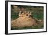 Prairie Dogs at their Burrow-W. Perry Conway-Framed Photographic Print