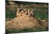 Prairie Dogs at their Burrow-W. Perry Conway-Mounted Photographic Print