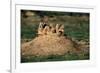 Prairie Dogs at their Burrow-W. Perry Conway-Framed Photographic Print